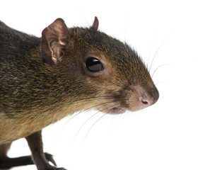 green acouchi, Myoprocta pratti, isolated on white