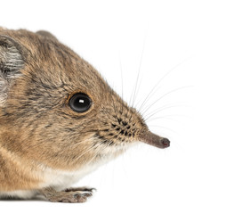 Elephant shrew - Macroscelides proboscideus - isolated on whitre