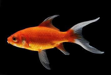 gold fish isolated on black