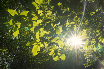 Fototapeta na wymiar Sun shines through the leaves