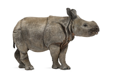 Obraz premium Young Indian one-horned rhinoceros (8 months old)