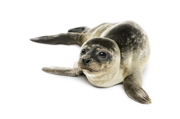 Obraz premium Common seal pup, isolated on white