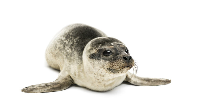 Fototapeta Common seal pup, isolated on white