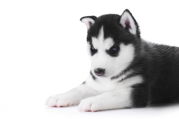 Cute little husky puppy isolated on white background