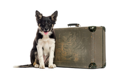 Border collie sitting next to an old suitcase