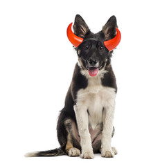 Border collie sitting and wearing a horned headband