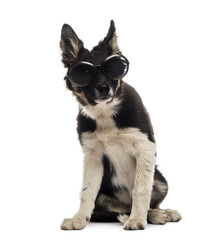 Border collie sitting and wearing sunglasses