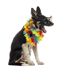 Border collie sitting and wearing sunglasses and a hawaiian lei