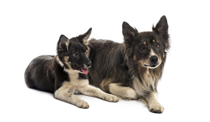 Two Border collies lying