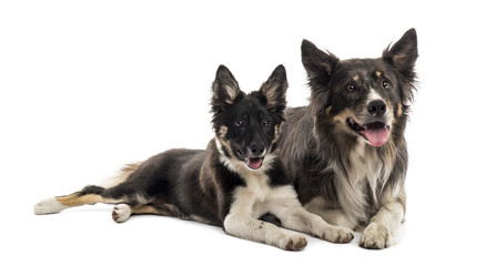 Two Border collies lying