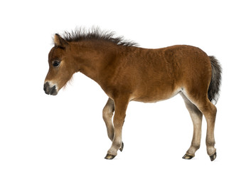 shetland foal - 1 month old