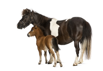 Fototapeta na wymiar shetland and foal- 12 years old-1 month old
