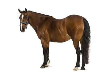 Welsh Pony - 17 years old, Equus ferus caballus