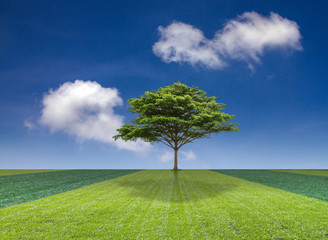 Fototapeta na wymiar tree on field and the blue sky