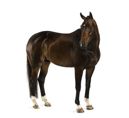 KWPN - Dutch Warmblood, 3 years old - Equus ferus caballus