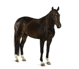 Obraz na płótnie Canvas KWPN - Dutch Warmblood, 3 years old - Equus ferus caballus