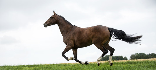 Horses galloping in a field