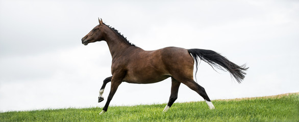 Horses galloping in a field