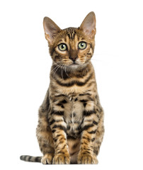 Young Bengal cat sitting (5 months old), isolated on white