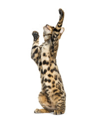 Young Bengal cat on hind legs and pawing (5 months old)