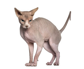 Sphynx (1 year old)