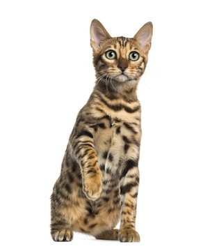 Young Bengal cat sitting (5 months old), isolated on white