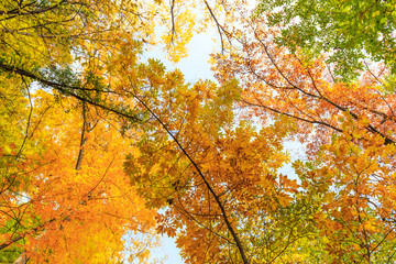 Autumn foliage in the forest, on a bright sunny day
