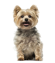 Yorkshire Terrier (4 years old)