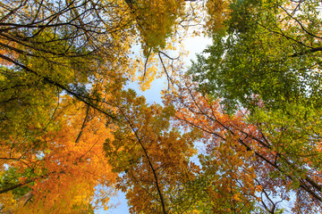 Autumn foliage in the forest, on a bright sunny day