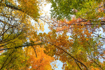 Fototapeta premium Autumn foliage in the forest, on a bright sunny day