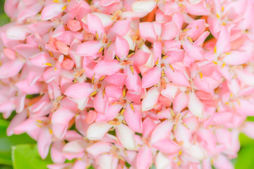Closeup of Pink Ixora or West Indian Jasmine Flower