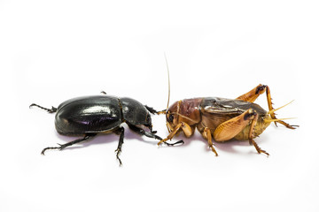 Dynastinae with Gryllidae isolated on white background.