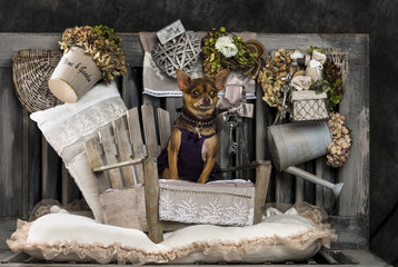 Chihuahua in front of a rustic background