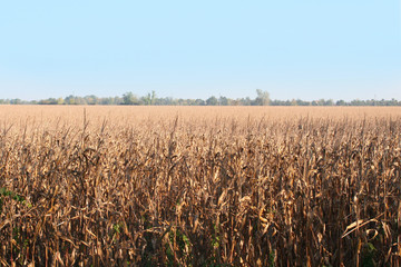 campo di mais gialo  e cielo azzurro