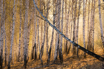 Obraz premium Birchwood at dawn