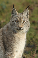 Lynx Portrait