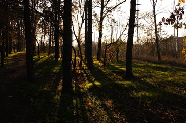 Fototapeta premium Длинные тени деревьев вечернего леса