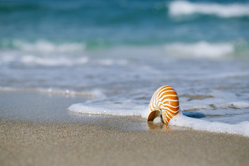 nautilus shell with sea wave,  Florida beach  under the sun ligh