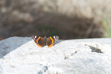 Papillon sur pierre