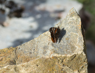 Papillon sur pierre