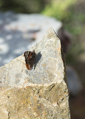 Papillon sur pierre