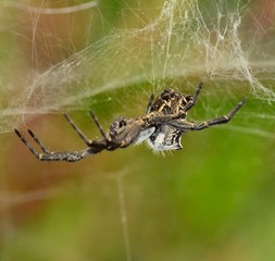 Cyrtophora citricola hanging amidst  its cobweb