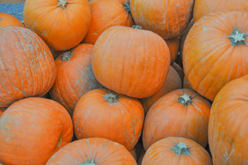 Pumpkin vegetable