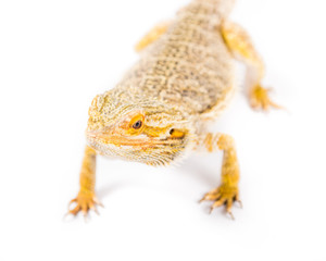 Bearded Dragon 