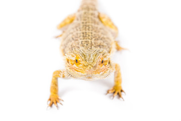Bearded Dragon 