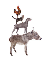The Town Musicians of Bremen