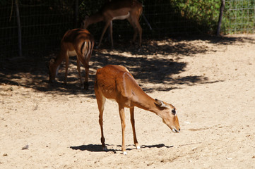 Femelle Impala