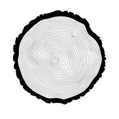 Tree rings background. Annual tree