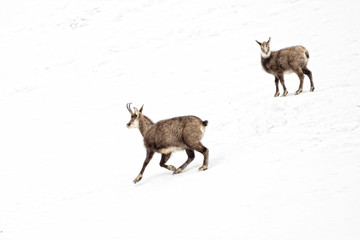 Father and son chamois deer in the snow background