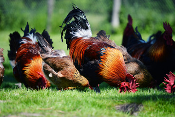 Rooster and chickens on traditional free range poultry farm
